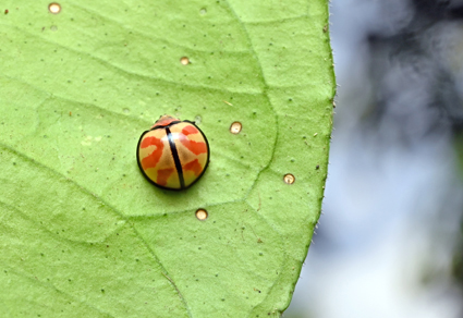 $publishedArticle->coverImageAltText