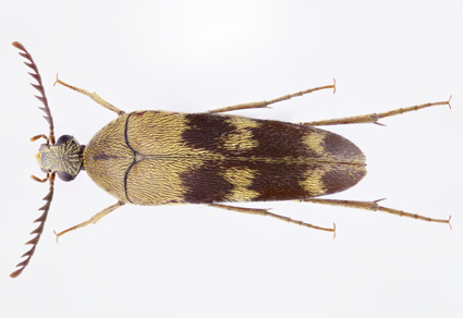 $publishedArticle->coverImageAltText