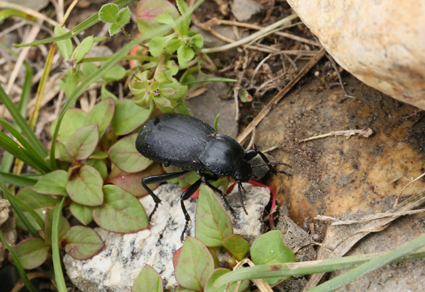 $publishedArticle->coverImageAltText