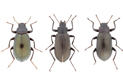 $publishedArticle->coverImageAltText