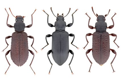 $publishedArticle->coverImageAltText