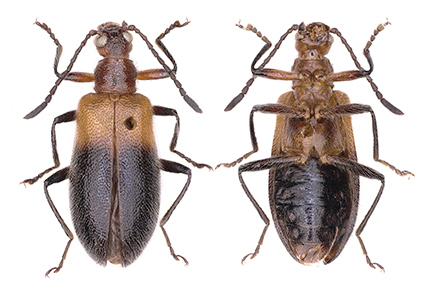 $publishedArticle->coverImageAltText