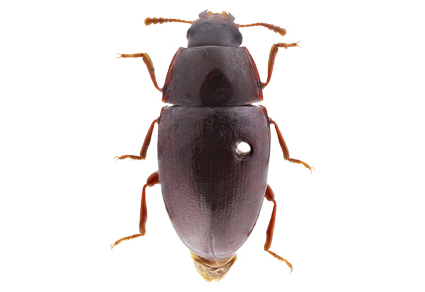 $publishedArticle->coverImageAltText