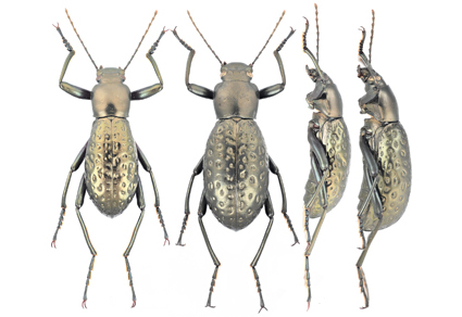 $publishedArticle->coverImageAltText