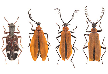 $publishedArticle->coverImageAltText