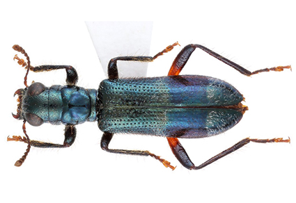 $publishedArticle->coverImageAltText