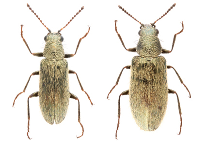 $publishedArticle->coverImageAltText