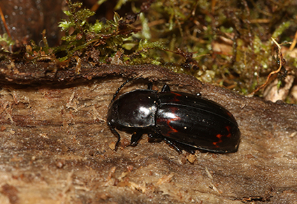 $publishedArticle->coverImageAltText