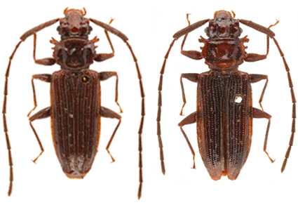 $publishedArticle->coverImageAltText