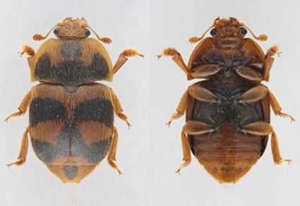 $publishedArticle->coverImageAltText