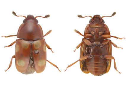 $publishedArticle->coverImageAltText