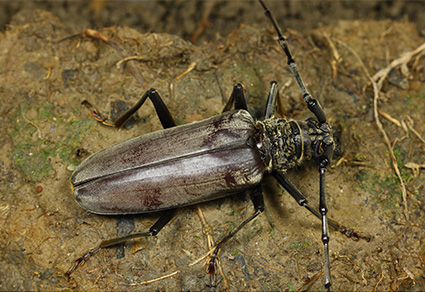 $publishedArticle->coverImageAltText