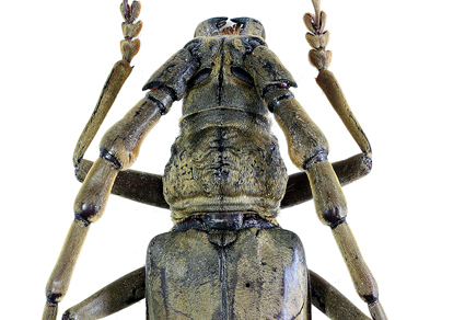 $publishedArticle->coverImageAltText