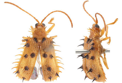 $publishedArticle->coverImageAltText