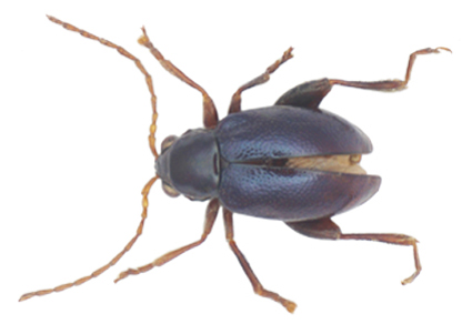 $publishedArticle->coverImageAltText