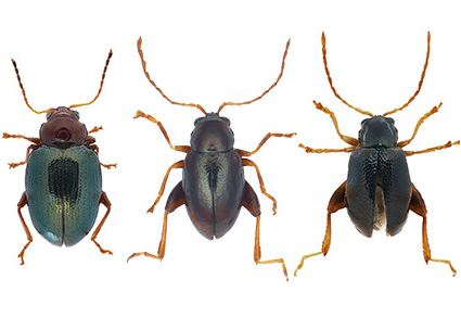 $publishedArticle->coverImageAltText