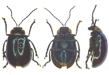 $publishedArticle->coverImageAltText