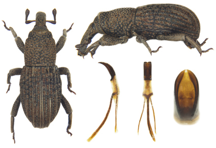 $publishedArticle->coverImageAltText