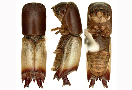 $publishedArticle->coverImageAltText