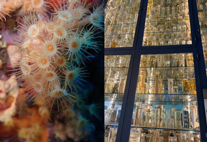 $publishedArticle->coverImageAltText