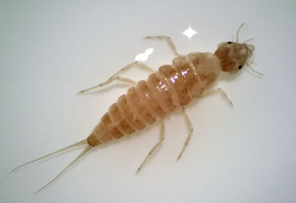 $publishedArticle->coverImageAltText