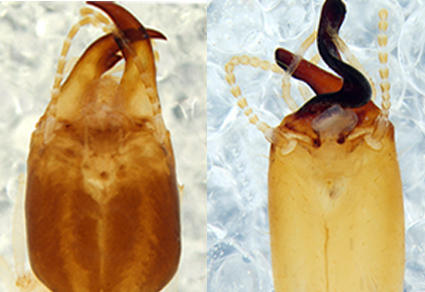 $publishedArticle->coverImageAltText