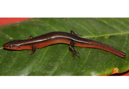 $publishedArticle->coverImageAltText