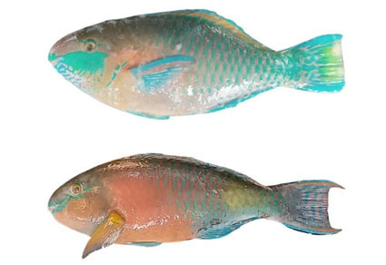 $publishedArticle->coverImageAltText