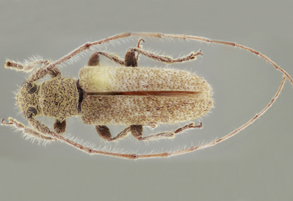 $publishedArticle->coverImageAltText