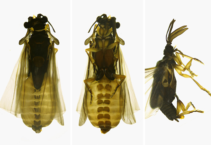 $publishedArticle->coverImageAltText