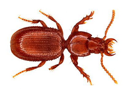 $publishedArticle->coverImageAltText