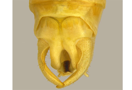 $publishedArticle->coverImageAltText