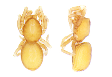 $publishedArticle->coverImageAltText