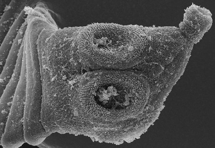 $publishedArticle->coverImageAltText