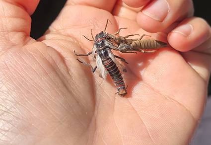 $publishedArticle->coverImageAltText