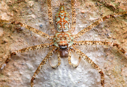 $publishedArticle->coverImageAltText