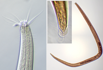 $publishedArticle->coverImageAltText