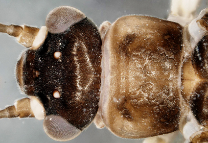 $publishedArticle->coverImageAltText