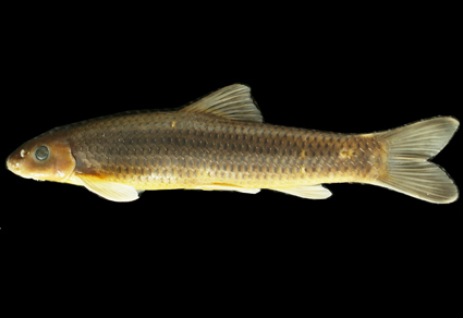 $publishedArticle->coverImageAltText