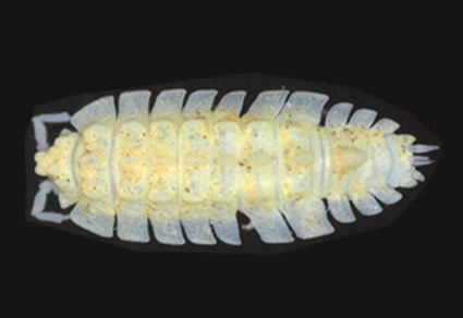 $publishedArticle->coverImageAltText