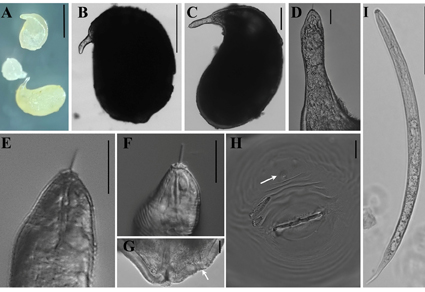 $publishedArticle->coverImageAltText