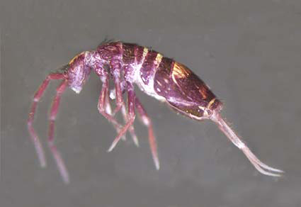 $publishedArticle->coverImageAltText