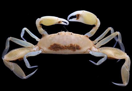 $publishedArticle->coverImageAltText