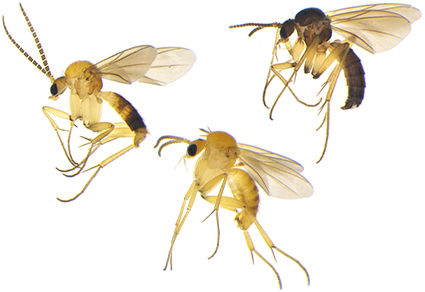 $publishedArticle->coverImageAltText