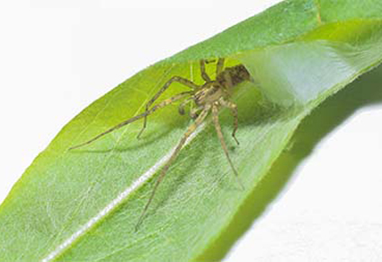 $publishedArticle->coverImageAltText