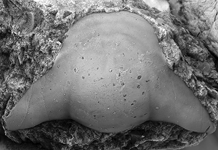 $publishedArticle->coverImageAltText