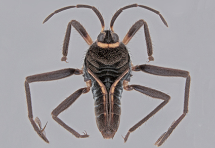 $publishedArticle->coverImageAltText