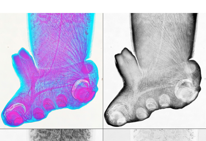 $publishedArticle->coverImageAltText