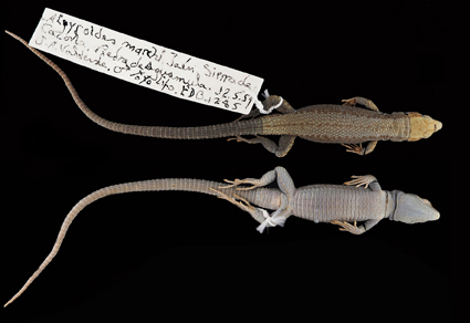 $publishedArticle->coverImageAltText