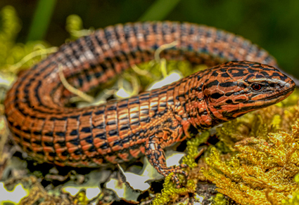 $publishedArticle->coverImageAltText